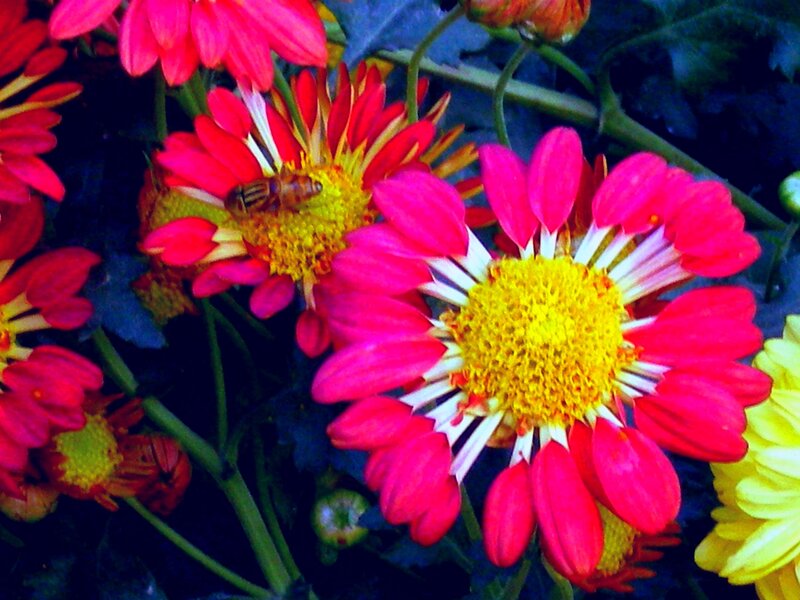 Bee on Red Flower — Vibrant
