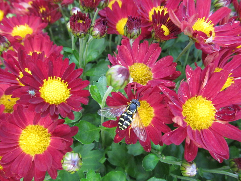 Bee on Red Flowers — Calm
