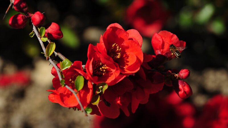 Bee on Red Flowers — Natural