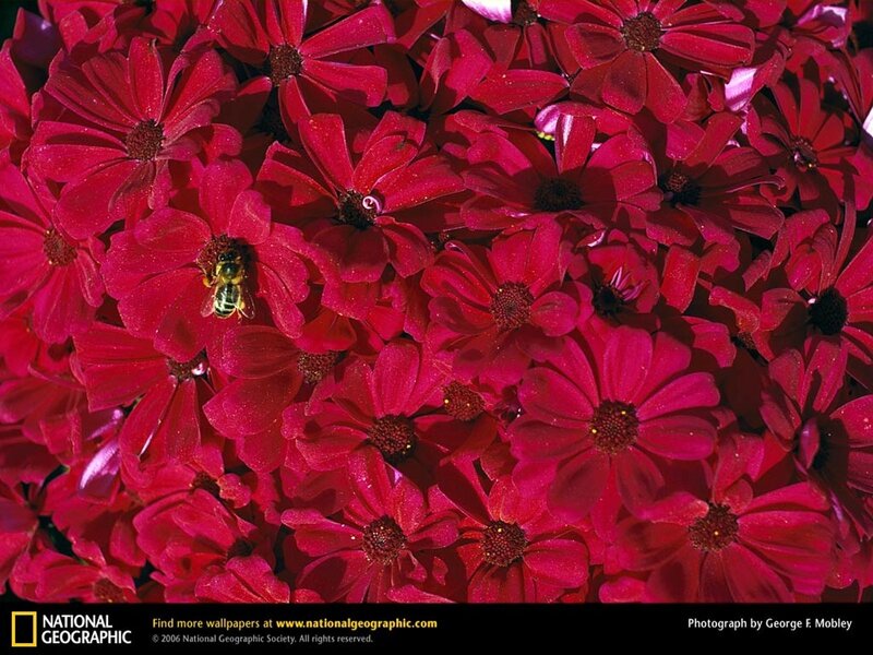 bee on red flowers
