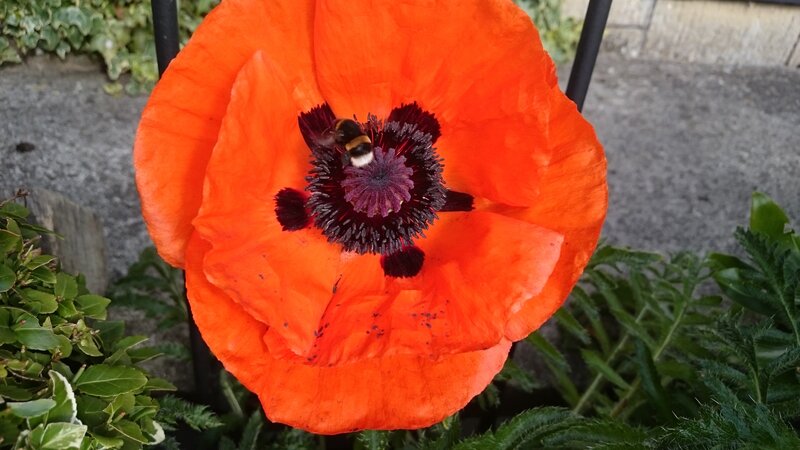 Bee on Red Poppy — Orange