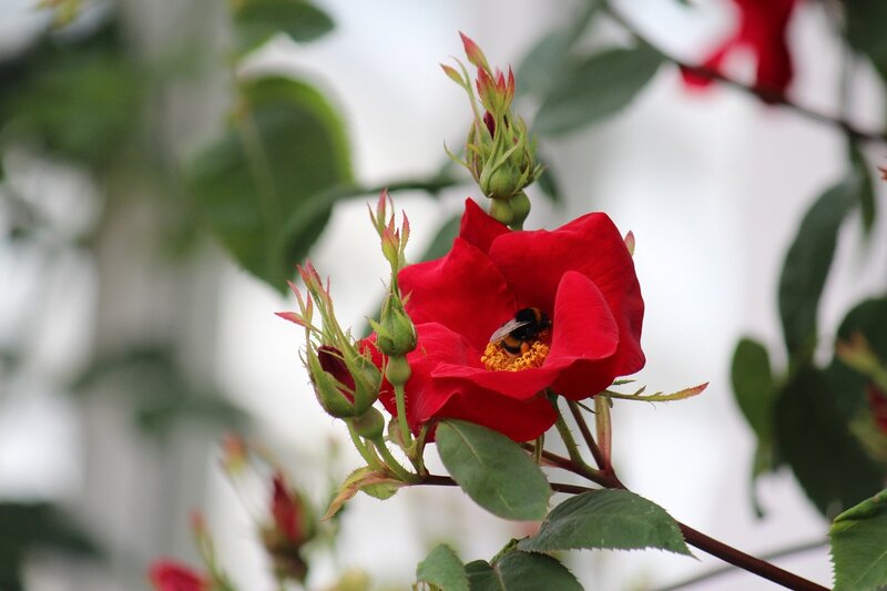 Bee on Red Rose — Calm, Spring
