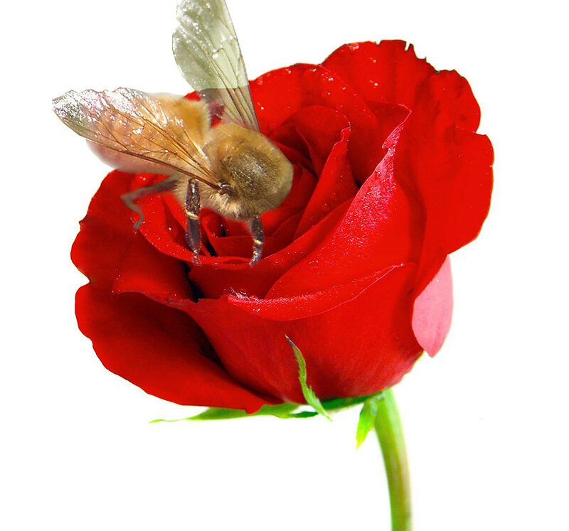 bee on red rose