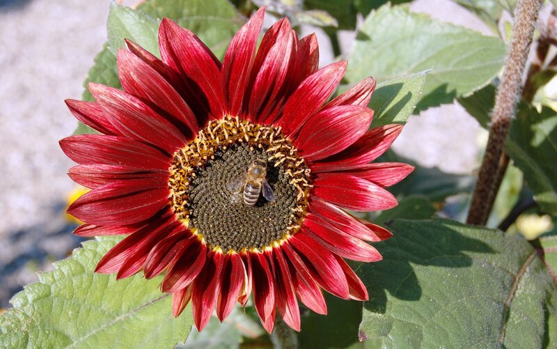 Bee on Red Sunflower