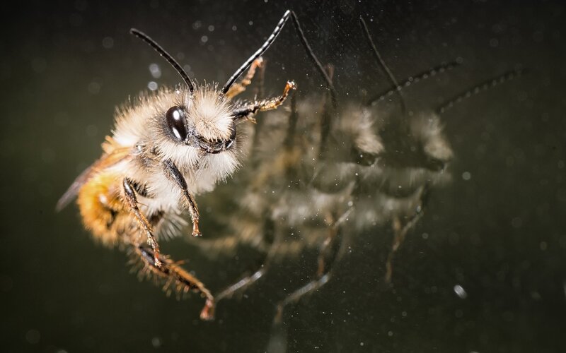 bee on reflective surface