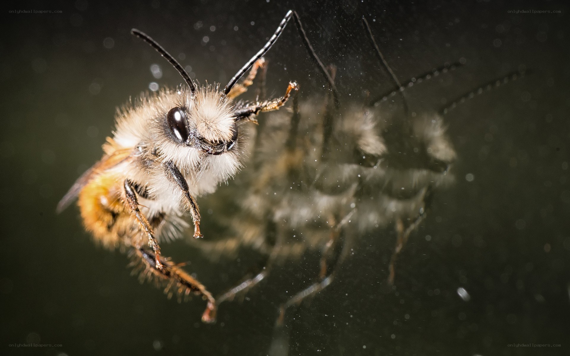 bee on reflective surface