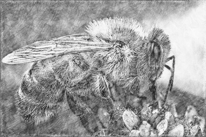 Bee on Rocky Surface