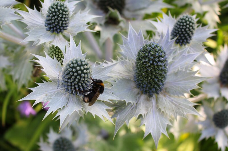 Bee on Sea Holly Flower