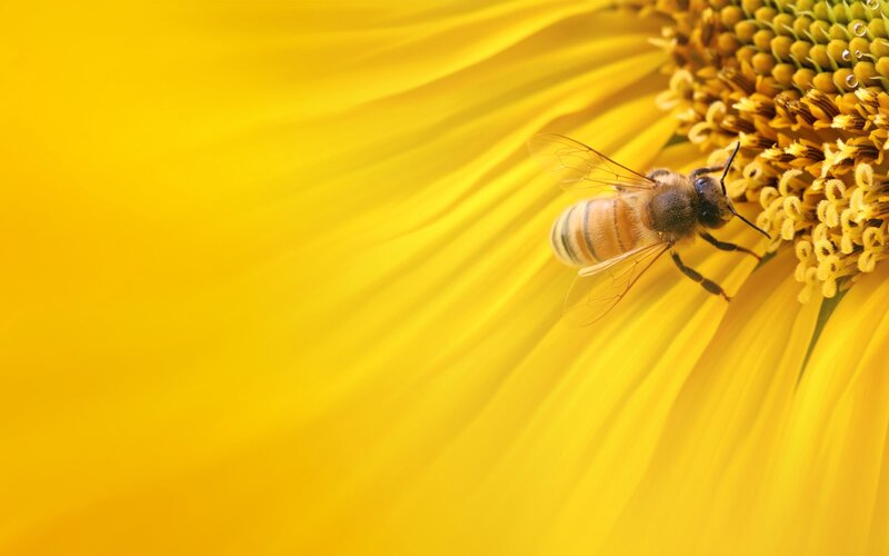 bee on sunflower