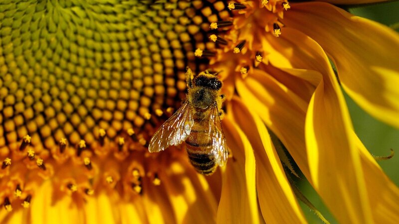 bee on sunflower