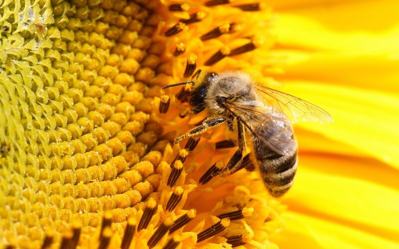 bee on sunflower