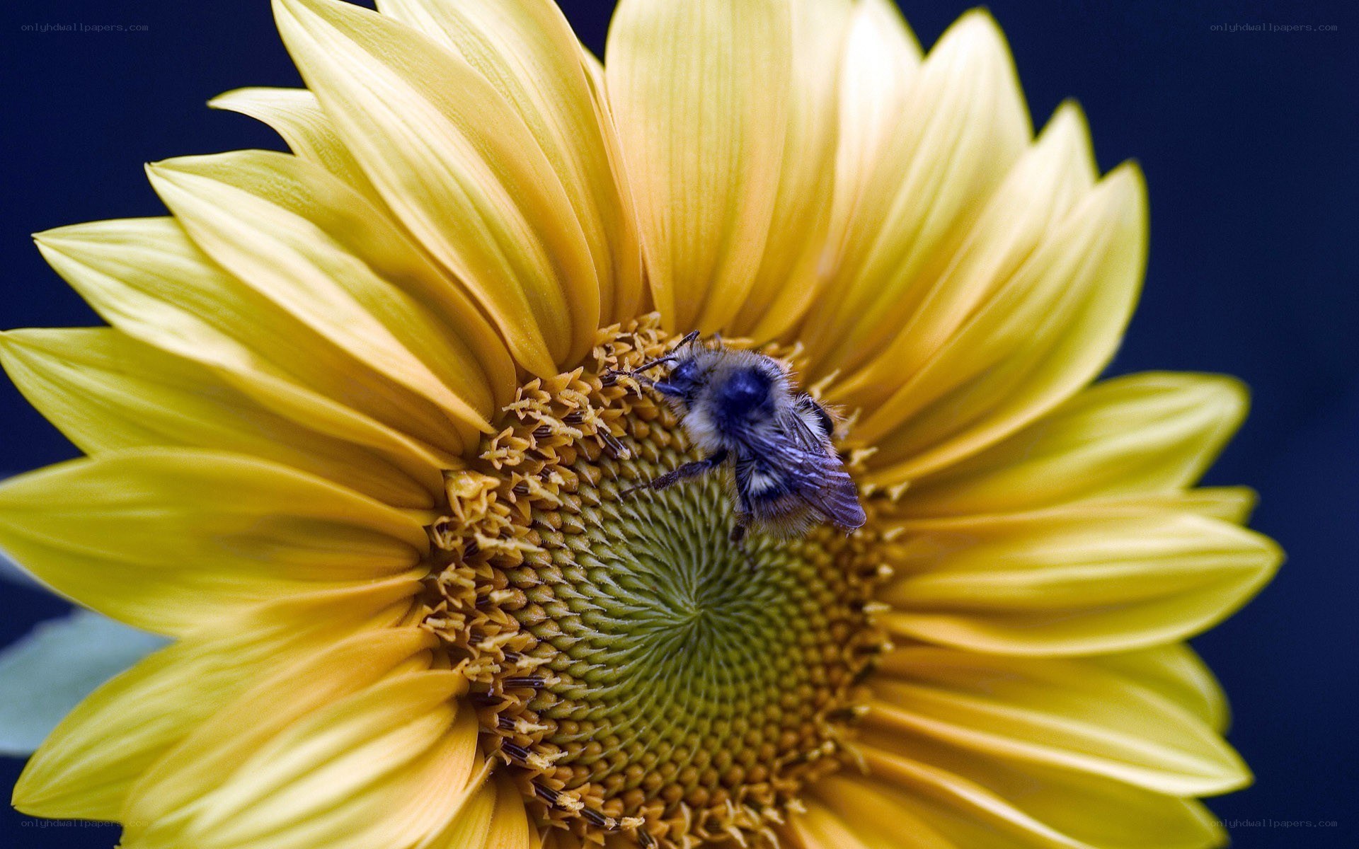 bee on sunflower close-up
