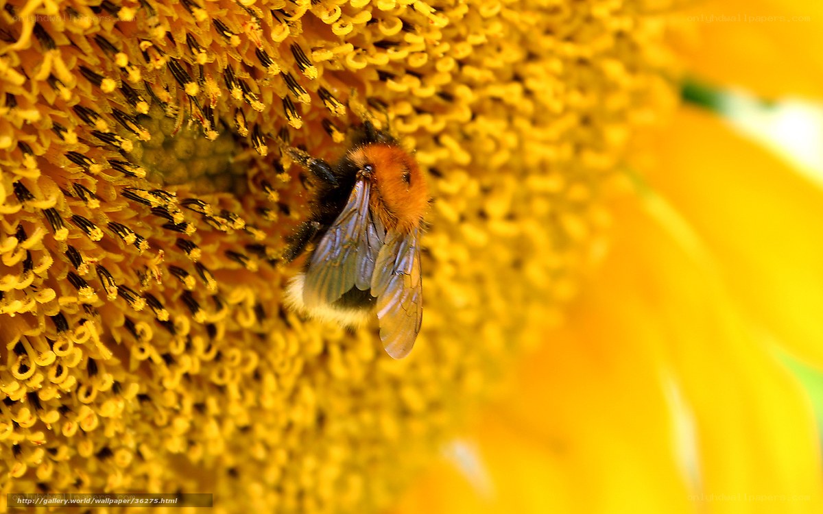 bee on sunflower close-up