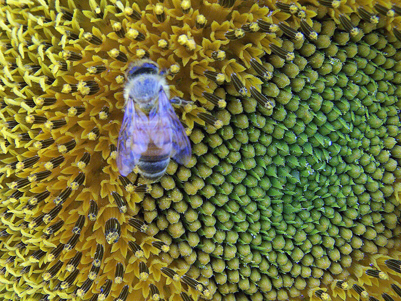 bee on sunflower head