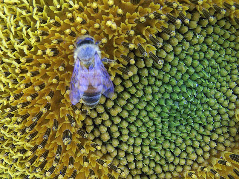 bee on sunflower head