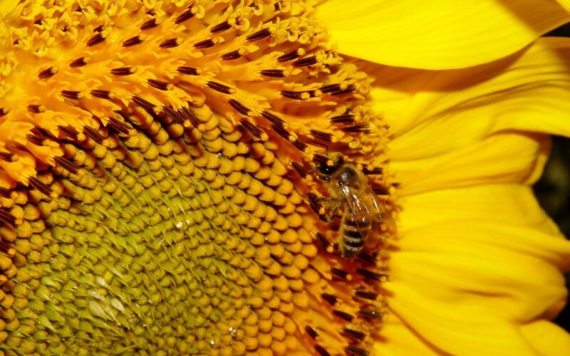 bee on sunflower head