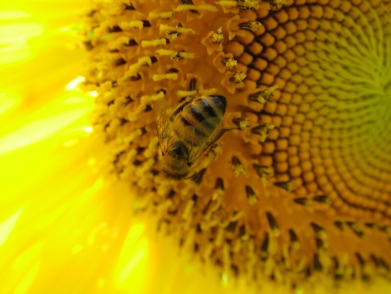 Bee on Sunflower — Photograph
