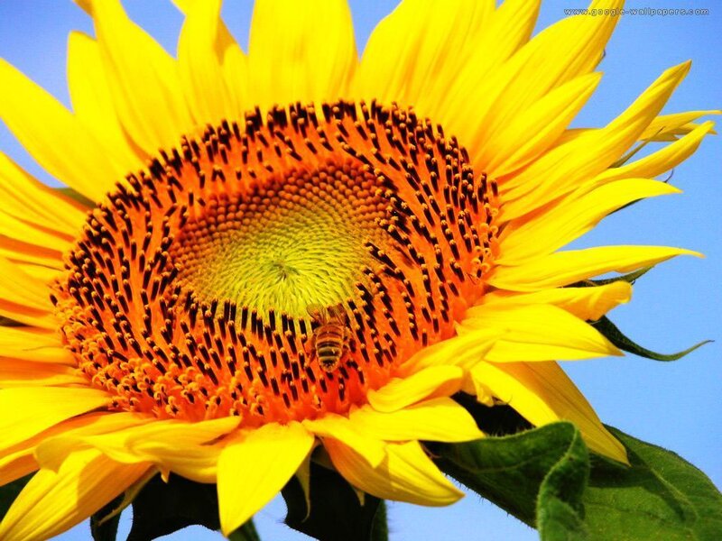 Bee on Sunflower — Yellow, Bright, Afternoon