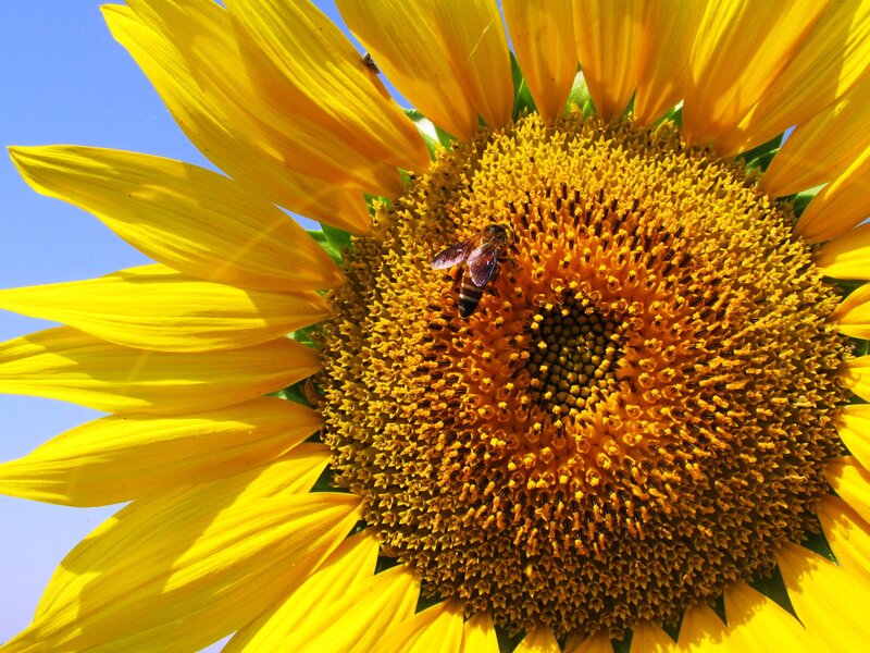 Bee on Sunflower — Yellow, Bright