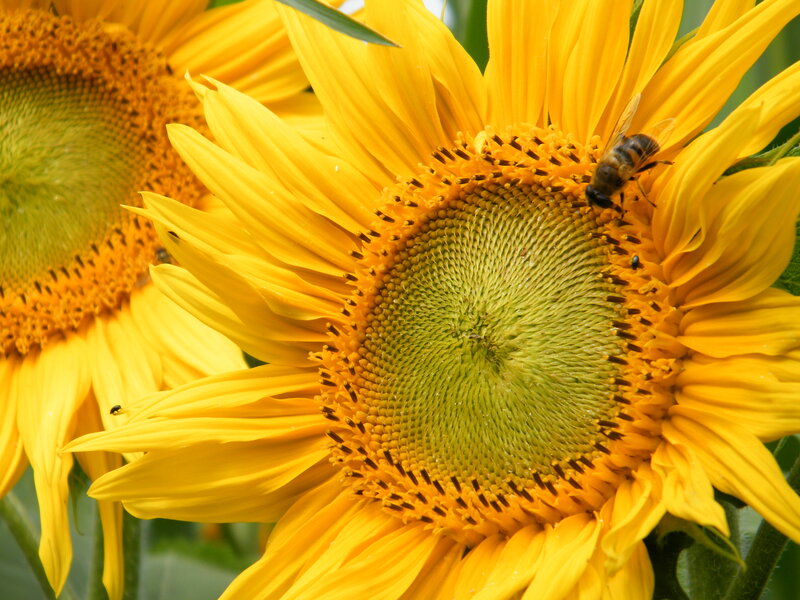 Bee on Sunflower — Yellow, Calm, Afternoon, Photograph, Green Leaves