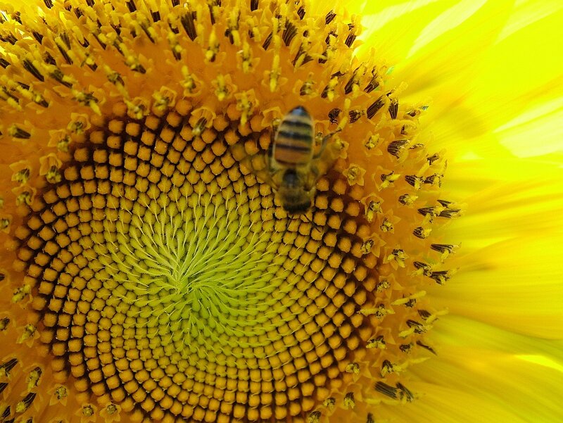 Bee on Sunflower — Yellow, Calm, Afternoon, Photograph, Green