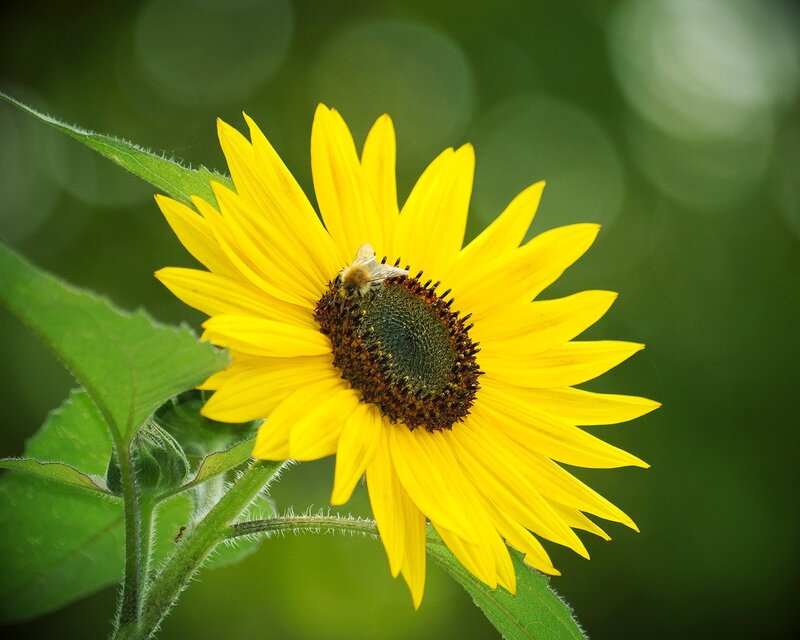 Bee on Sunflower — Yellow, Calm, Afternoon, Photograph, Leaf