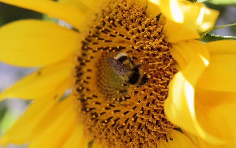 Bee on Sunflower — Yellow, Calm, Afternoon, Photograph, Petals, Black