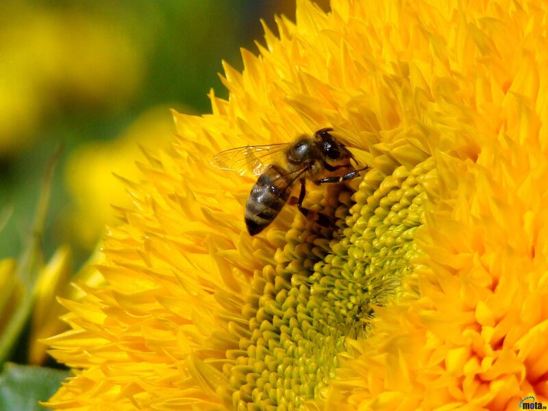 Bee on Sunflower — Yellow, Calm, Afternoon, Photograph, Petals