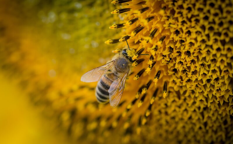 Bee on Sunflower — Yellow, Calm, Afternoon, Photograph, Pollen, Black