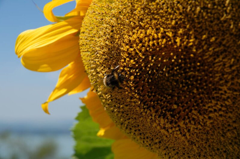 Bee on Sunflower — Yellow, Calm, Afternoon, Photograph, Sky