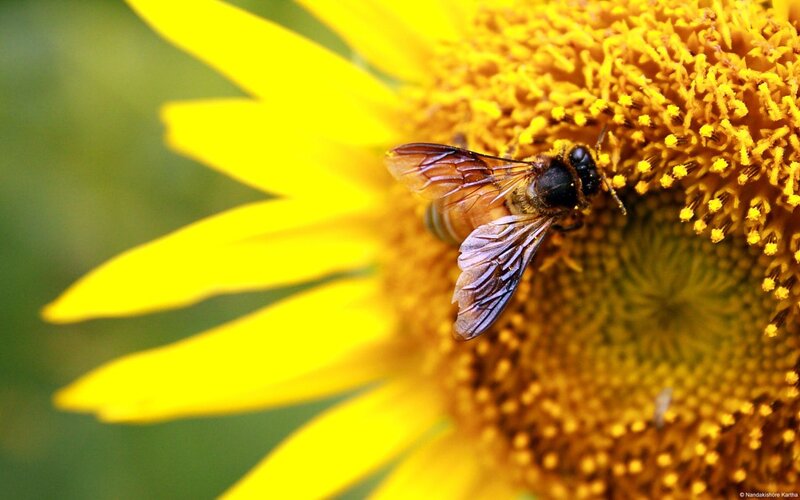 Bee on Sunflower — Yellow, Calm, Afternoon, Photograph