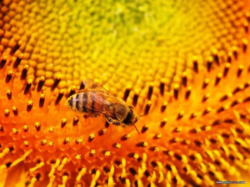 Bee on Sunflower — Yellow, Calm