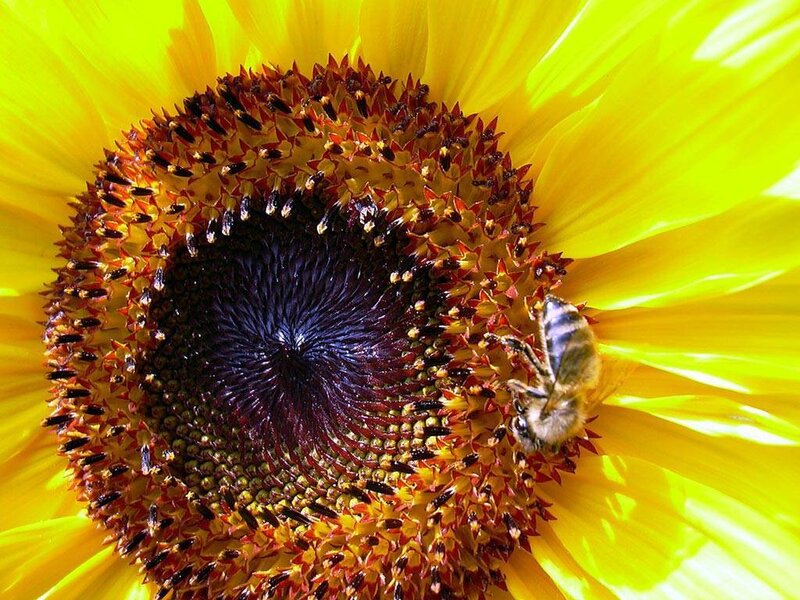 Bee on Sunflower — Yellow, Natural, Afternoon, Photograph, Brown