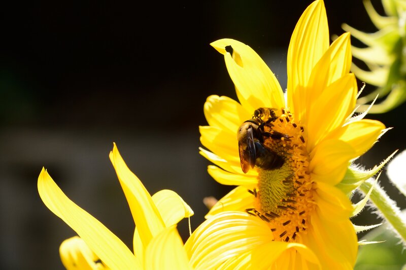 Bee on Sunflower — Yellow, Natural, Afternoon, Photograph, Petals