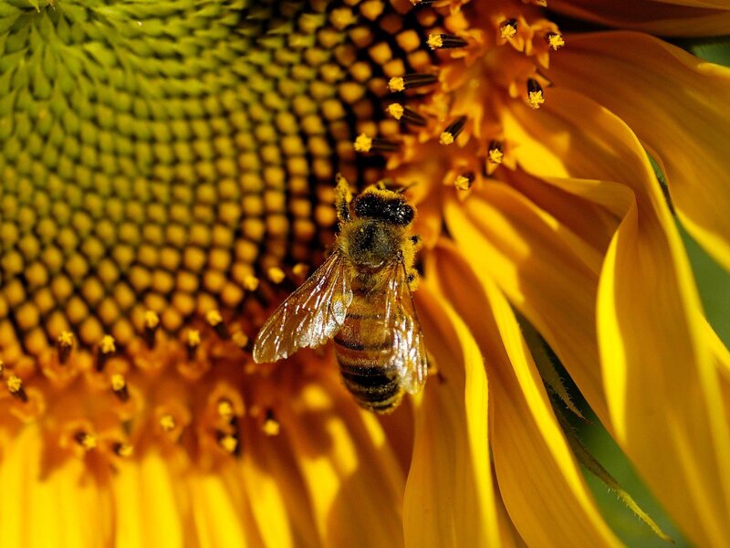 Bee on Sunflower — Yellow, Natural, Afternoon