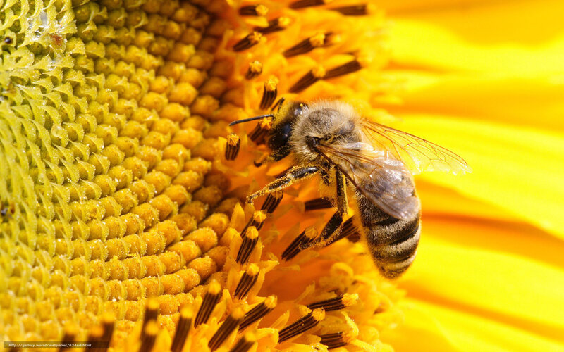 Bee on Sunflower — Yellow, Natural