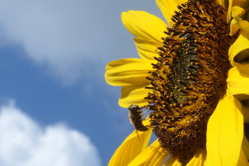 Bee on Sunflower — Yellow, Serene, Afternoon