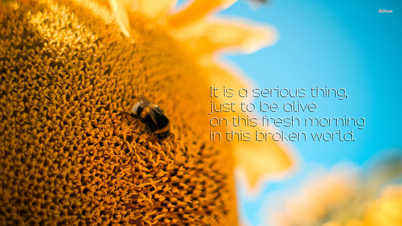Bee on Sunflower — Yellow, Serene