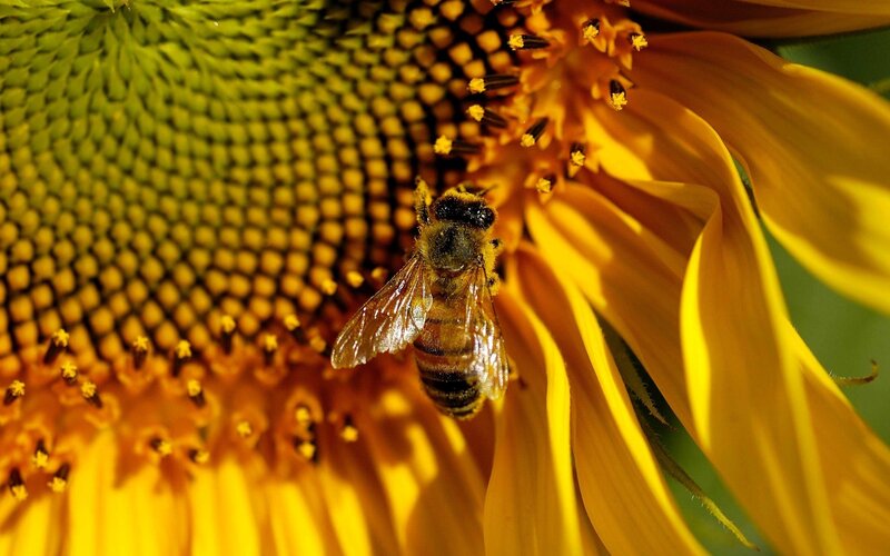 Bee on Sunflower — Yellow