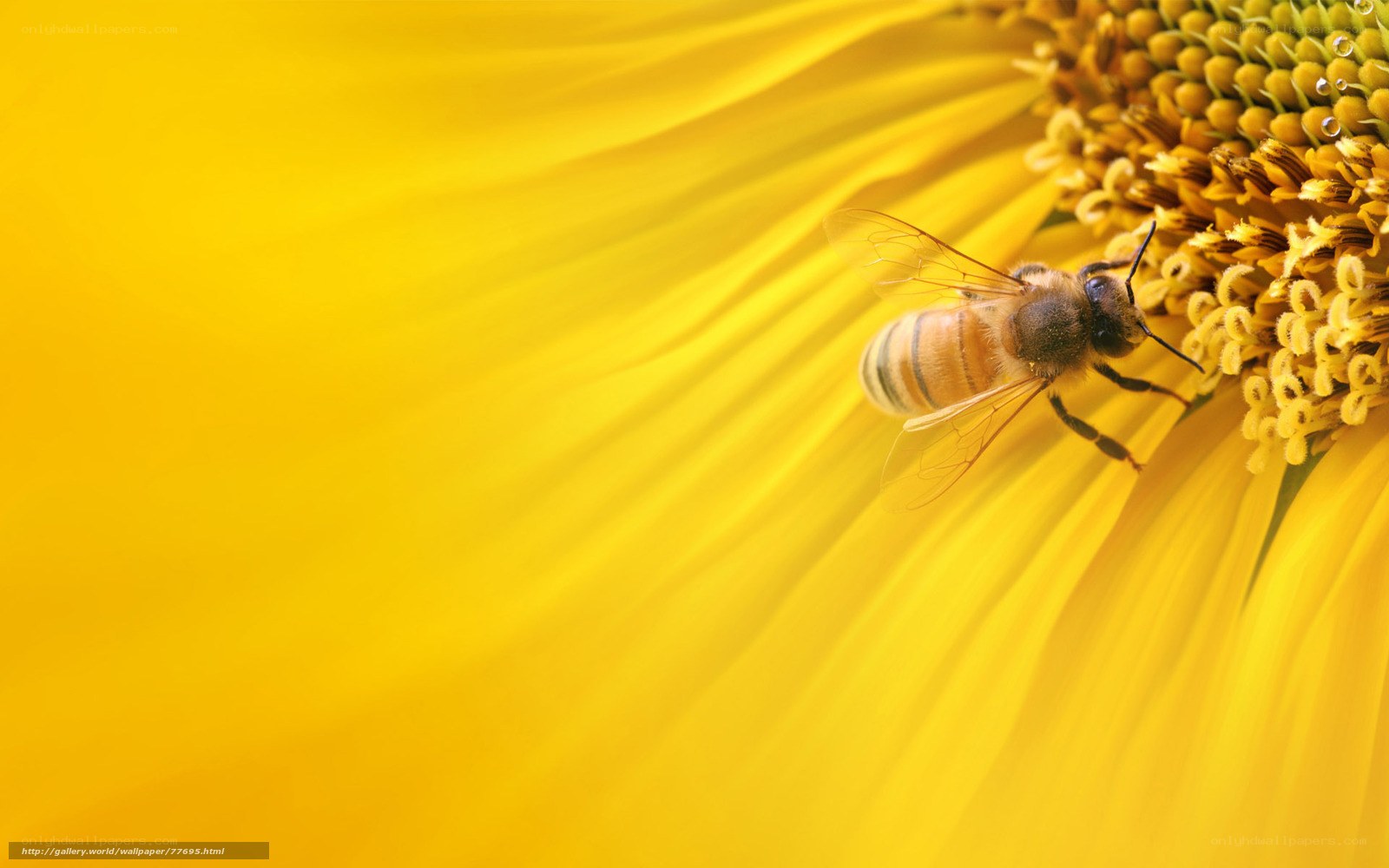 bee on sunflower