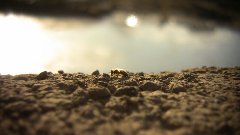 bee on textured ground