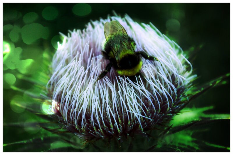 Bee on Thistle Flower — Green, Natural