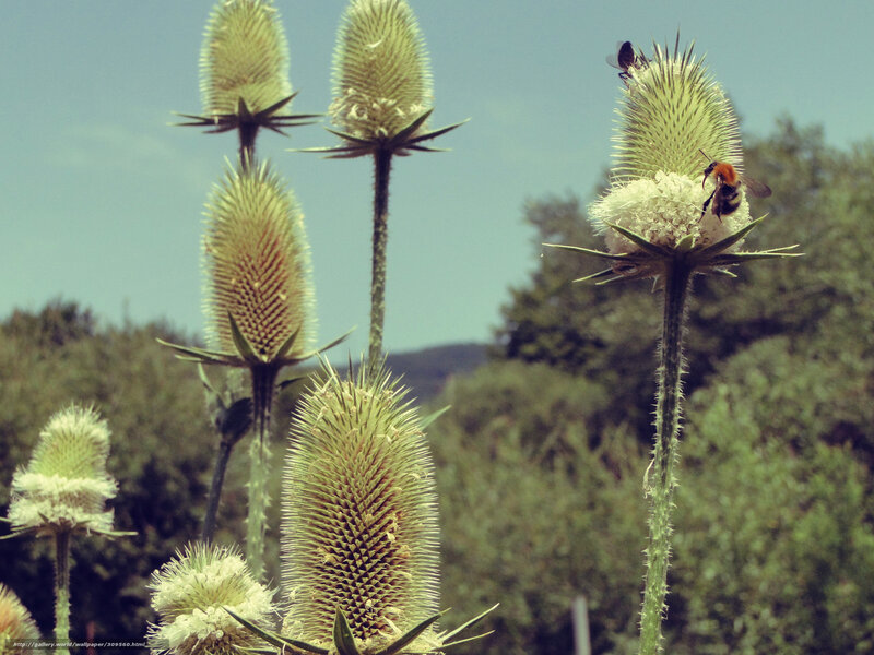 Bee on Thistle Flower — Green