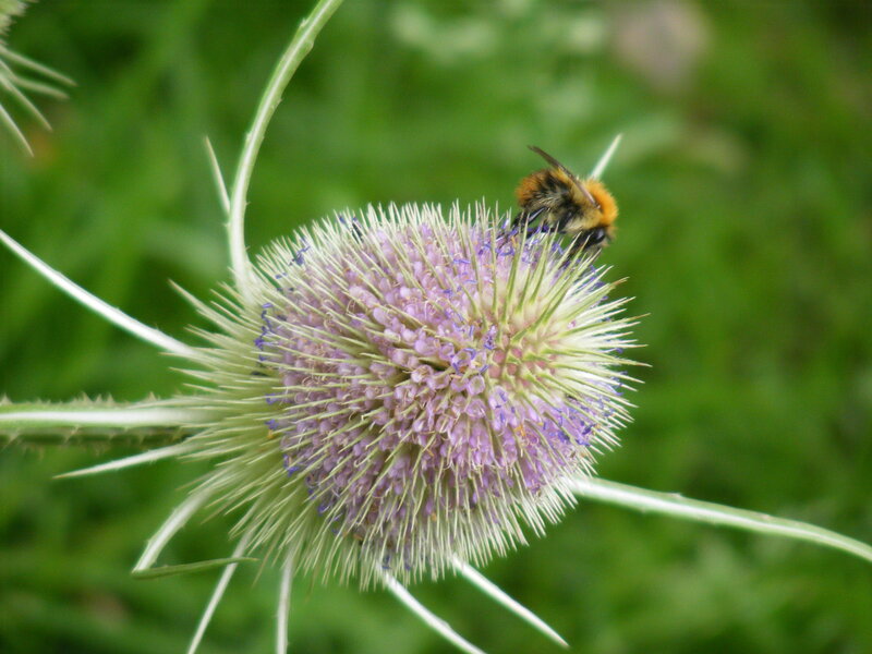 Bee on Thistle Flower — Purple, Calm