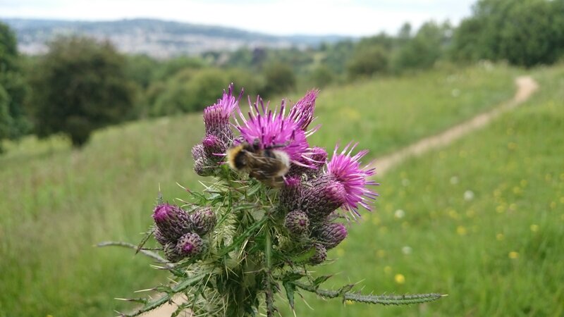 Bee on Thistle Flower