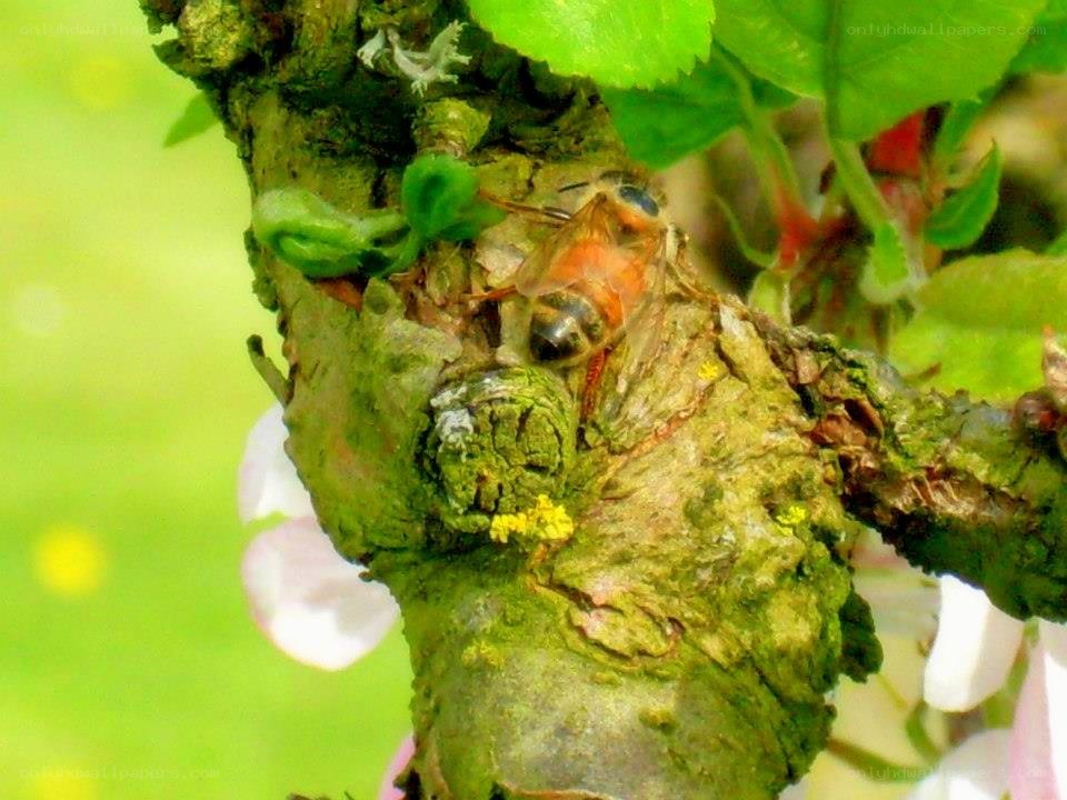 bee on tree branch