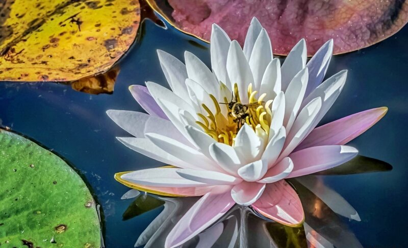 Bee on Water Lily