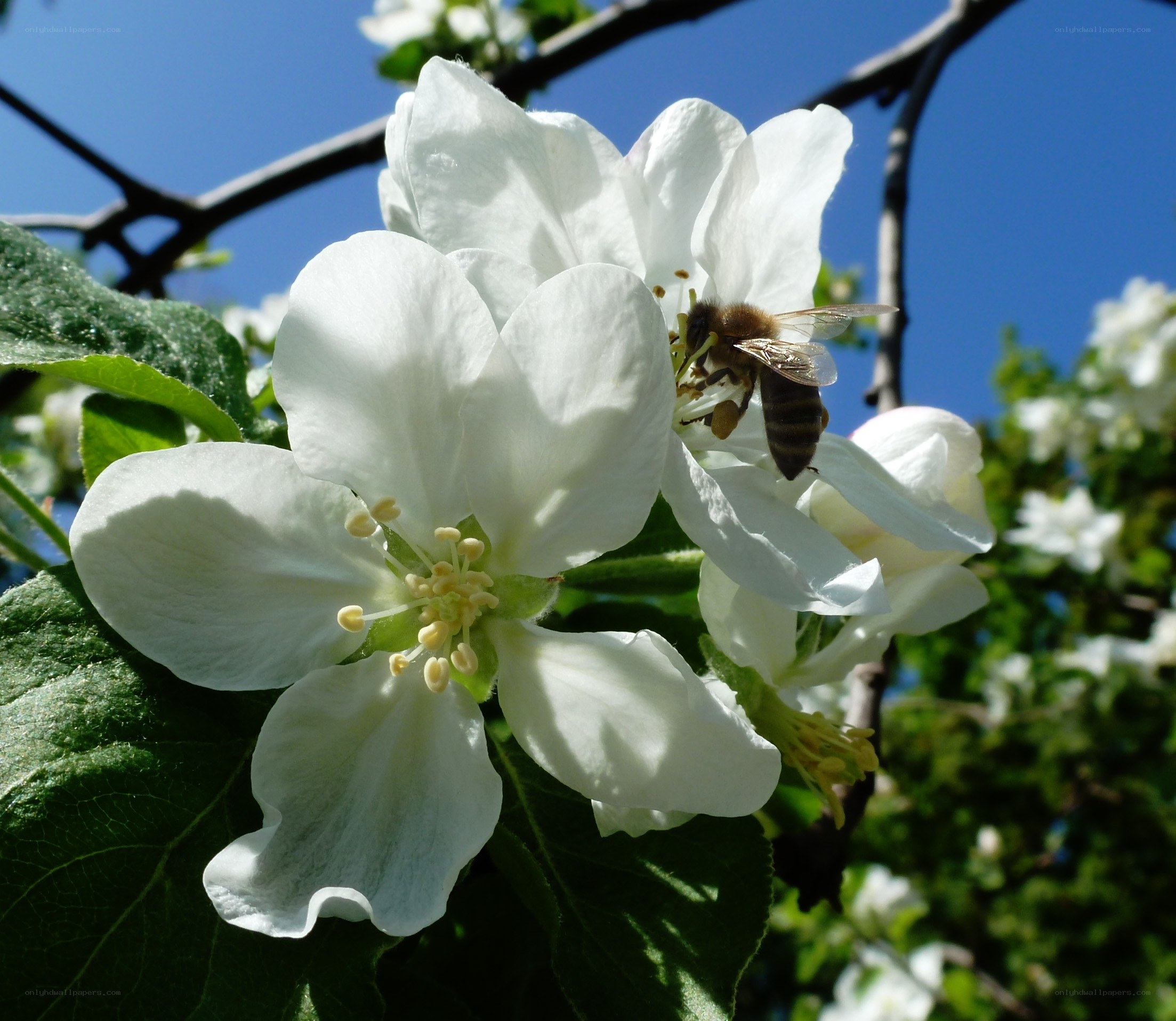 Bee on white apple blossom
