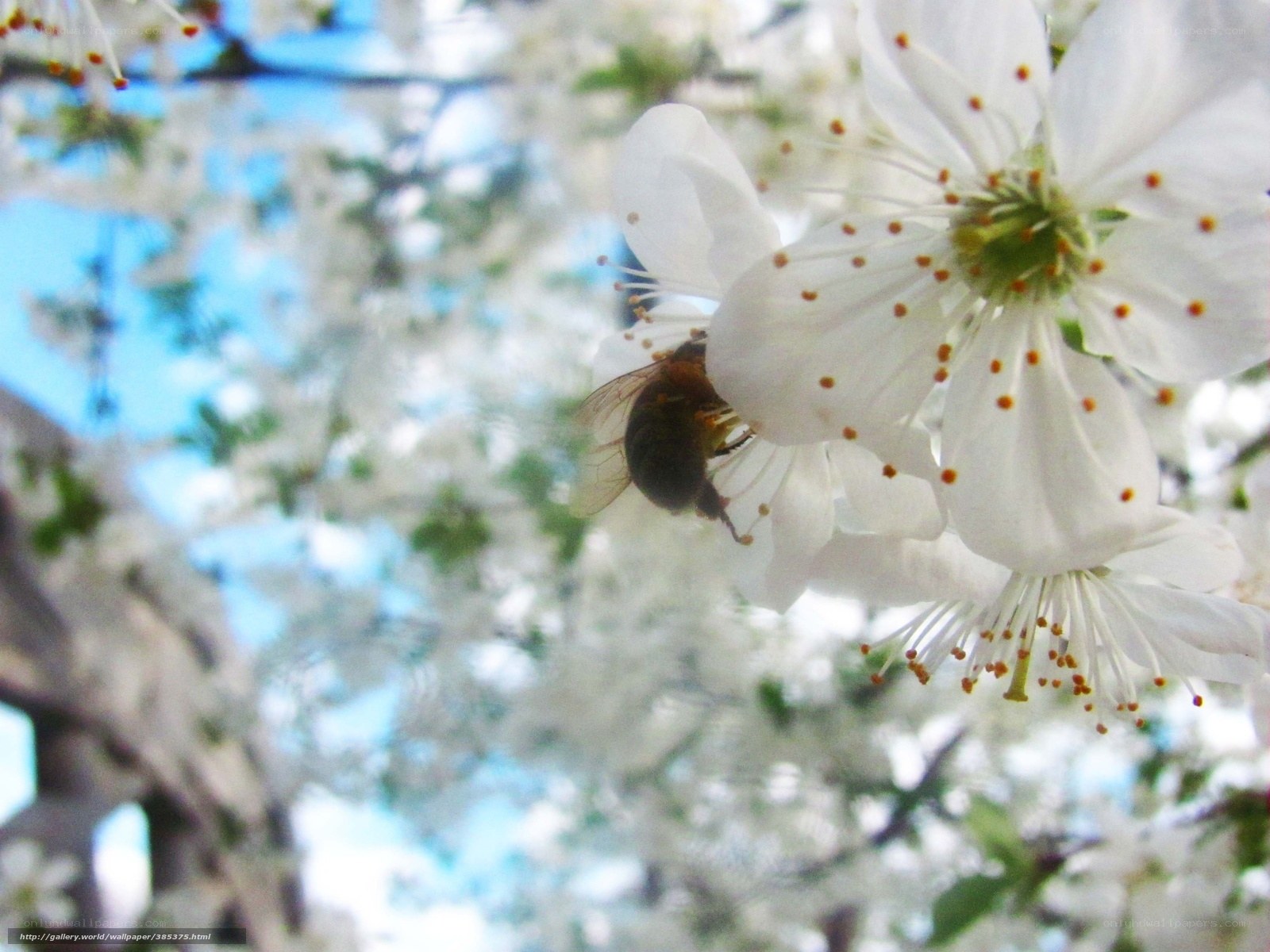 bee on white blossom