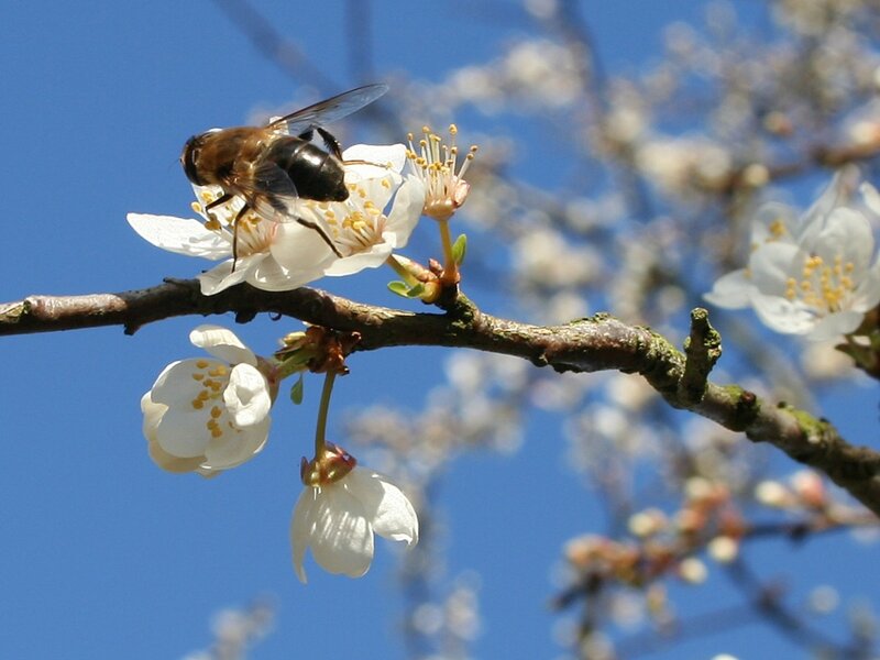 bee on white blossom